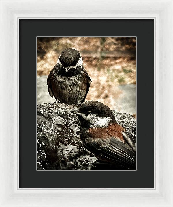 Birds - Framed Print