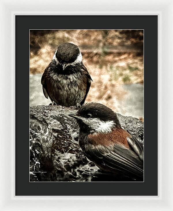 Birds - Framed Print