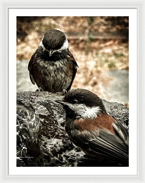 Birds - Framed Print