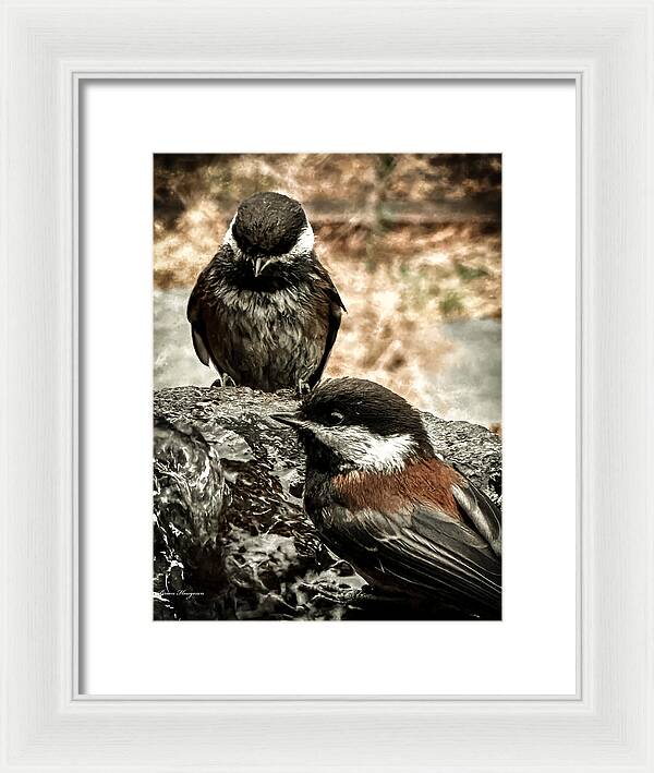 Birds - Framed Print