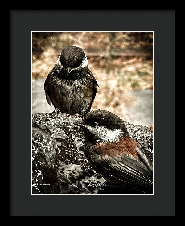 Birds - Framed Print