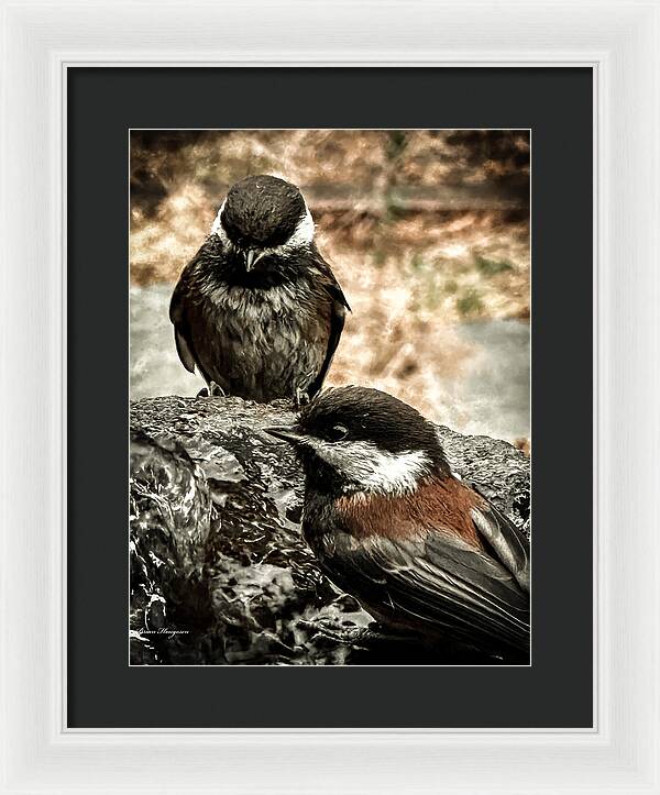 Birds - Framed Print