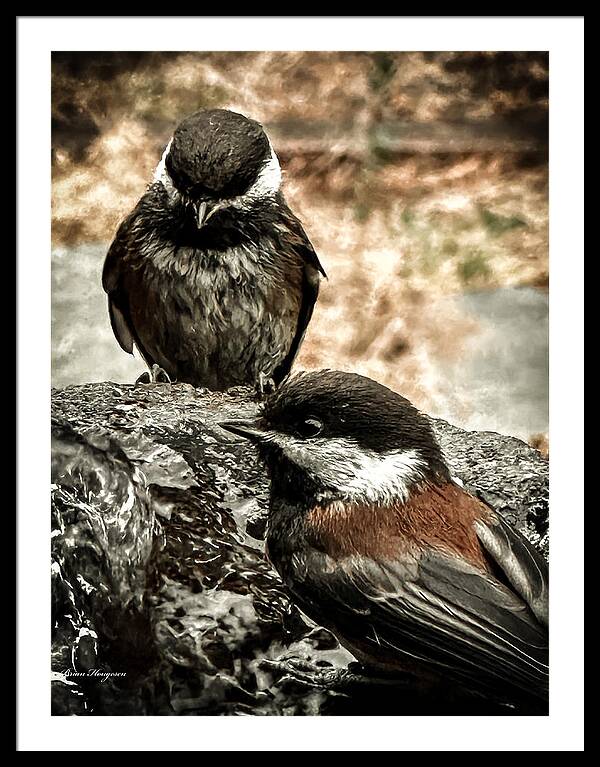 Birds - Framed Print