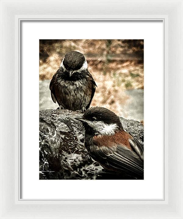 Birds - Framed Print