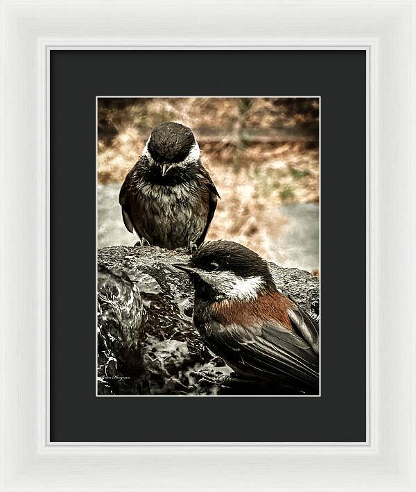 Birds - Framed Print