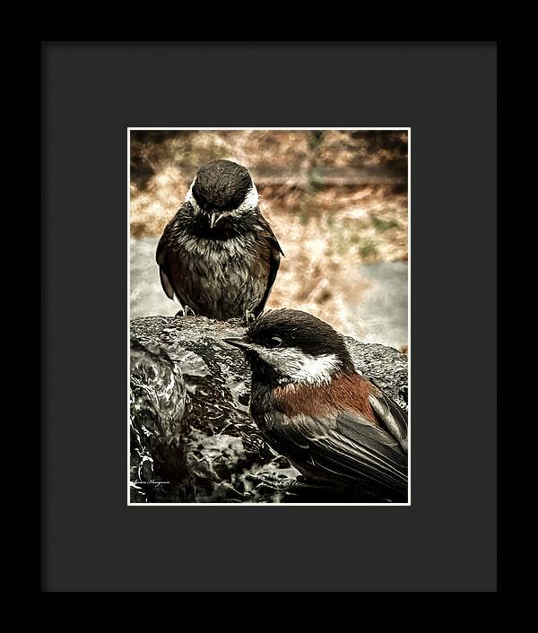 Birds - Framed Print