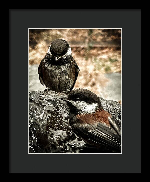 Birds - Framed Print