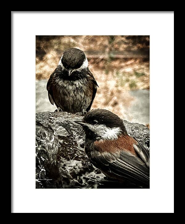 Birds - Framed Print