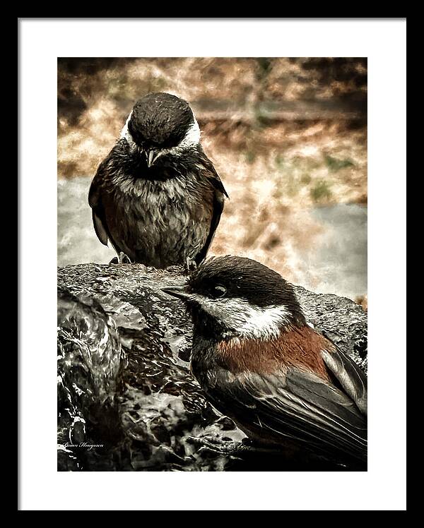Birds - Framed Print