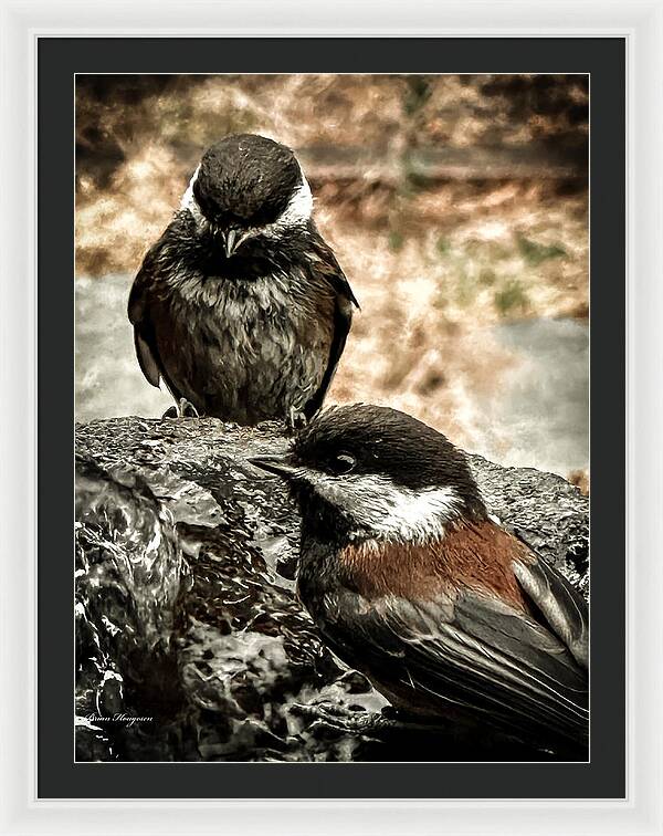 Birds - Framed Print