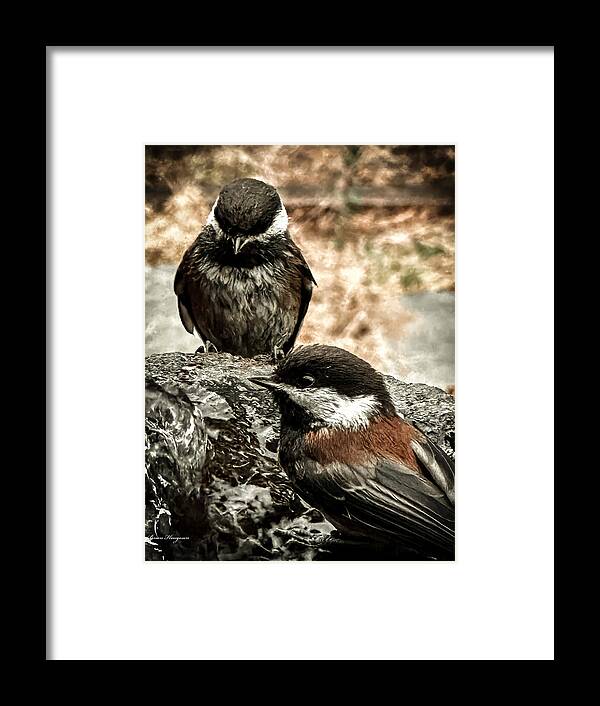 Birds - Framed Print