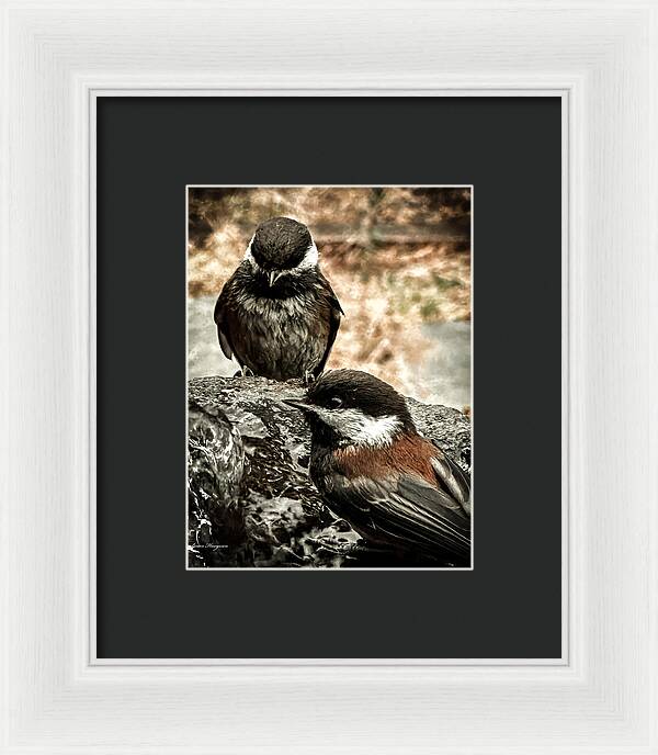 Birds - Framed Print