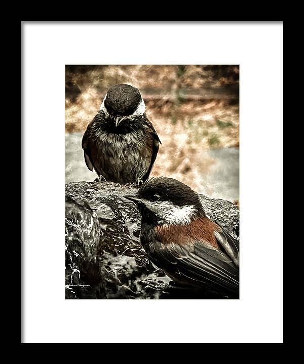 Birds - Framed Print