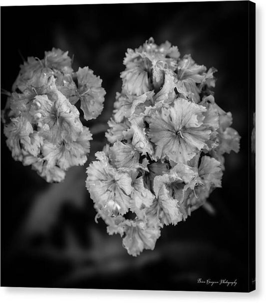 Black and White Floral Study - Canvas Print