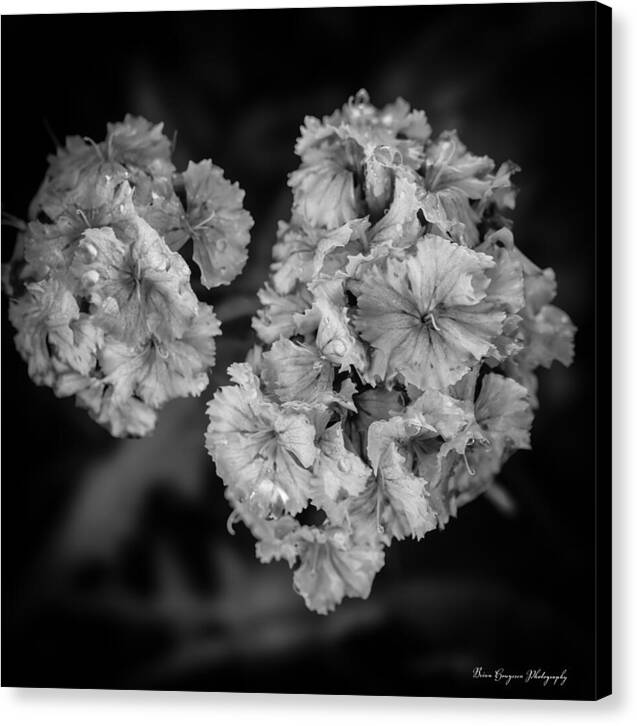 Black and White Floral Study - Canvas Print
