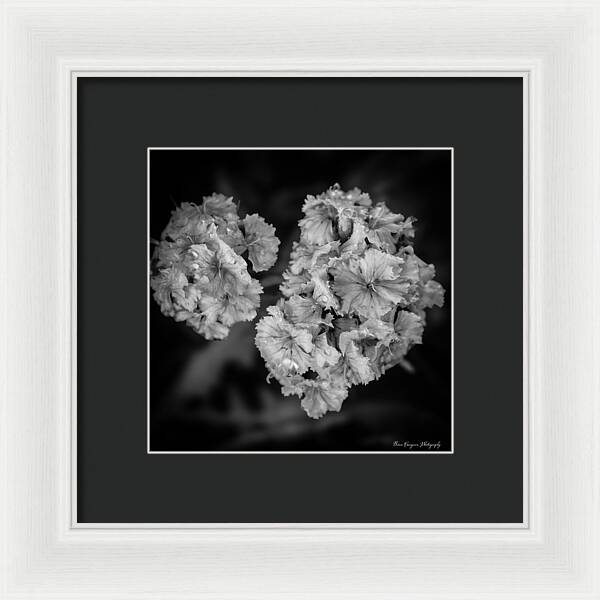 Black and White Floral Study - Framed Print