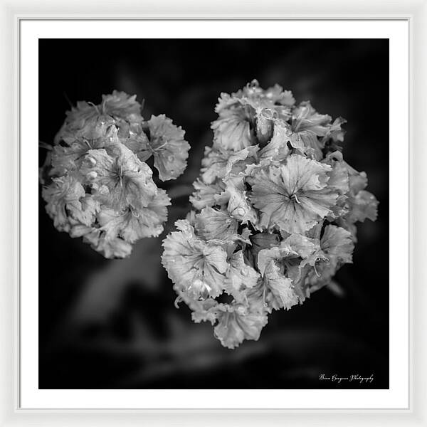Black and White Floral Study - Framed Print