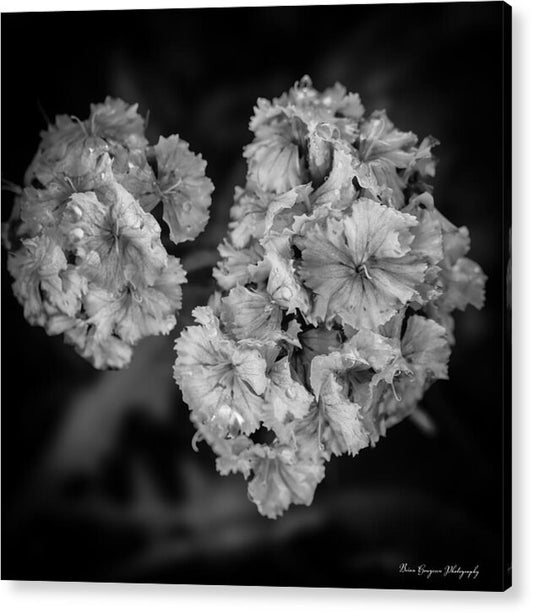 Black and White Floral Study - Acrylic Print