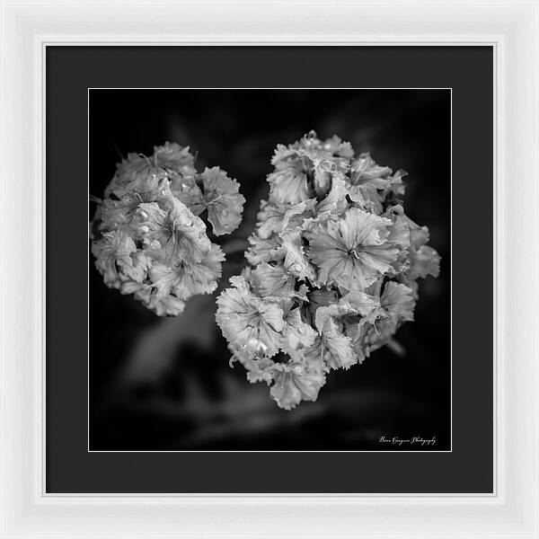 Black and White Floral Study - Framed Print