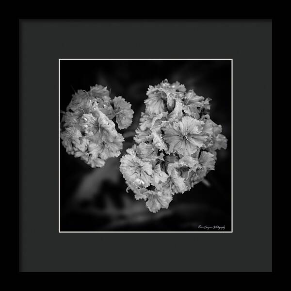 Black and White Floral Study - Framed Print