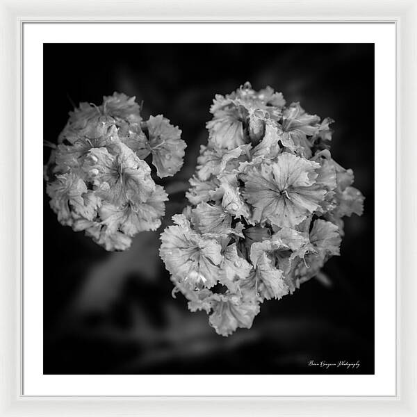 Black and White Floral Study - Framed Print