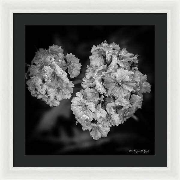 Black and White Floral Study - Framed Print