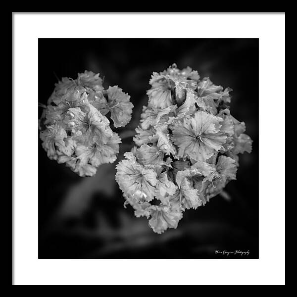 Black and White Floral Study - Framed Print