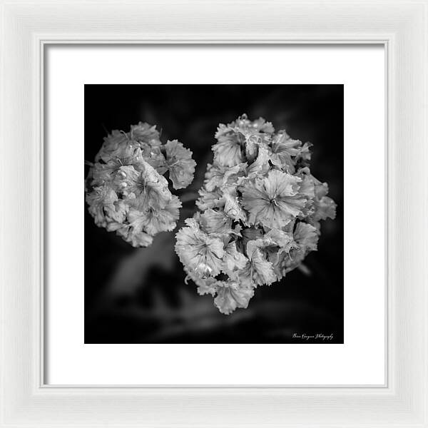 Black and White Floral Study - Framed Print