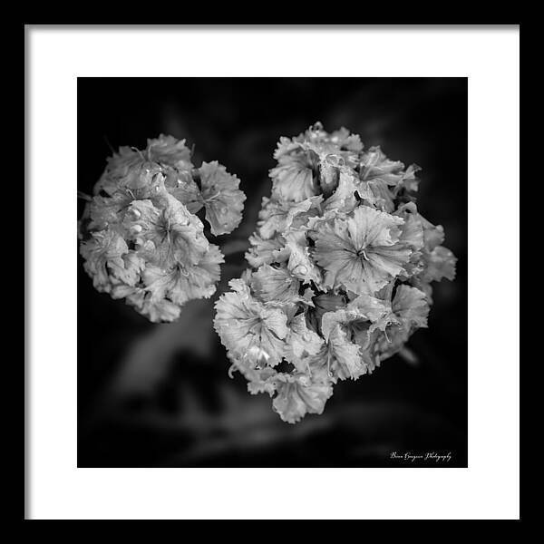 Black and White Floral Study - Framed Print