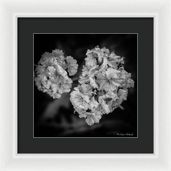 Black and White Floral Study - Framed Print