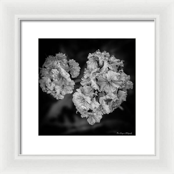 Black and White Floral Study - Framed Print