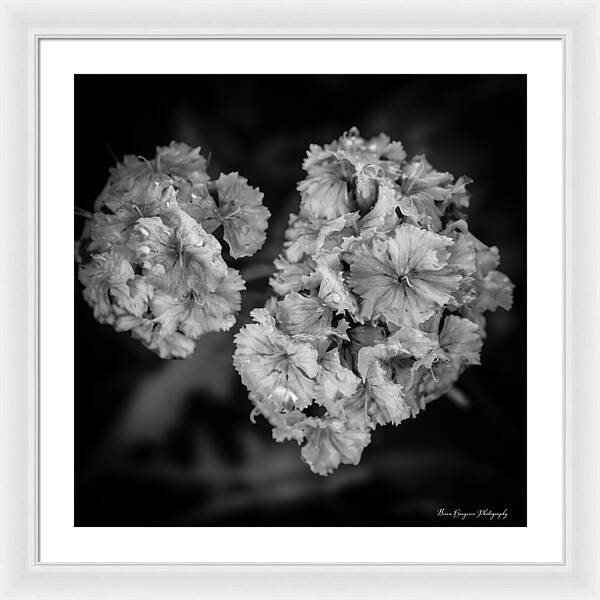 Black and White Floral Study - Framed Print