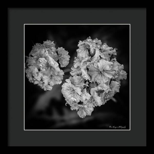 Black and White Floral Study - Framed Print