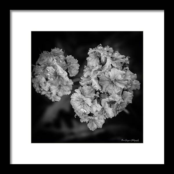 Black and White Floral Study - Framed Print