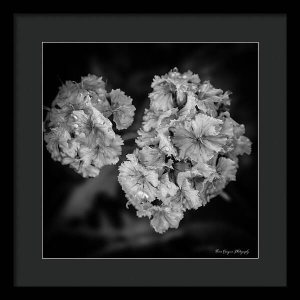 Black and White Floral Study - Framed Print