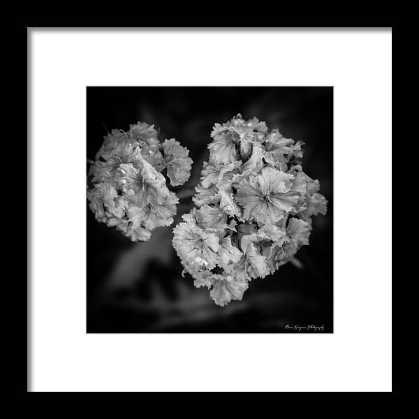 Black and White Floral Study - Framed Print