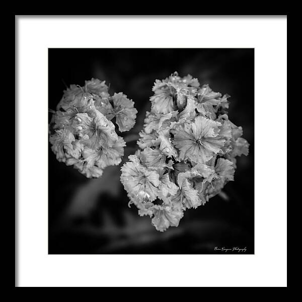 Black and White Floral Study - Framed Print