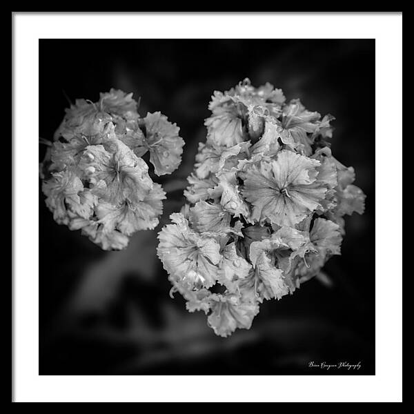 Black and White Floral Study - Framed Print