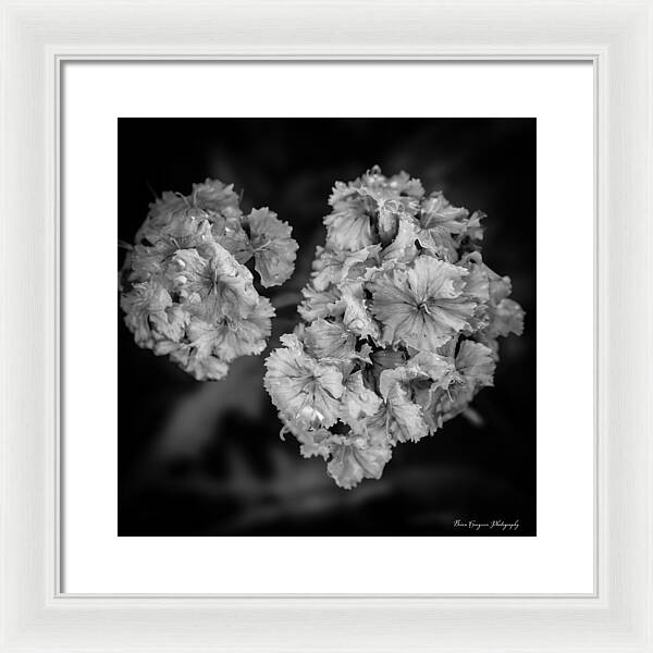 Black and White Floral Study - Framed Print