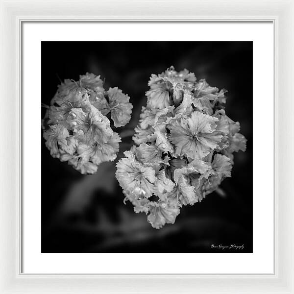 Black and White Floral Study - Framed Print
