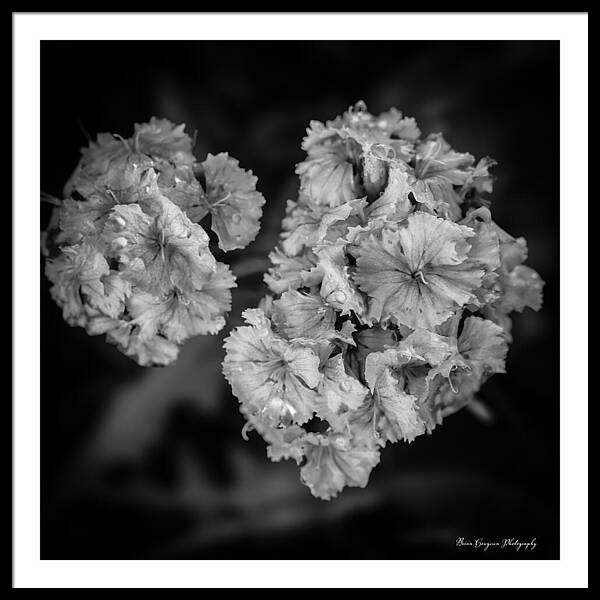 Black and White Floral Study - Framed Print