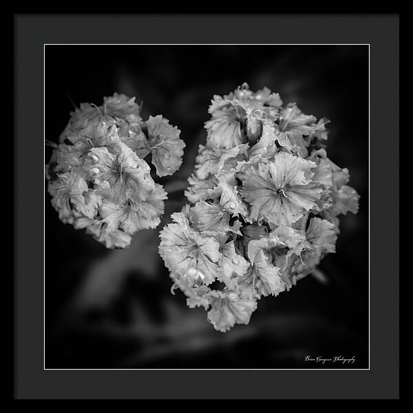 Black and White Floral Study - Framed Print