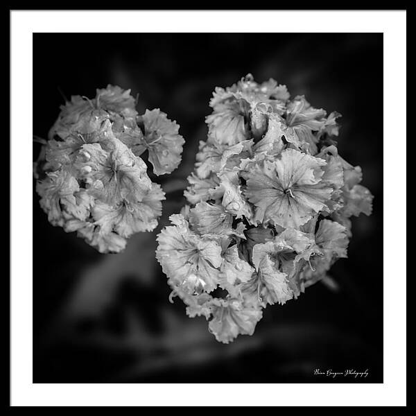 Black and White Floral Study - Framed Print