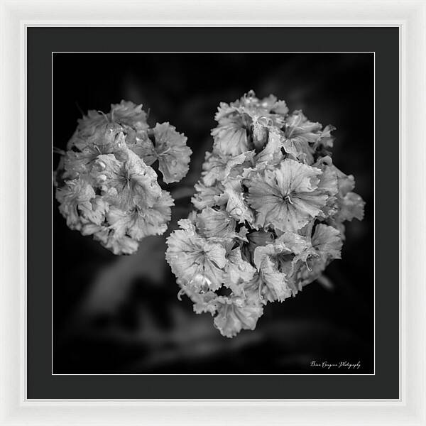 Black and White Floral Study - Framed Print