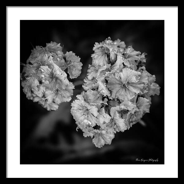 Black and White Floral Study - Framed Print