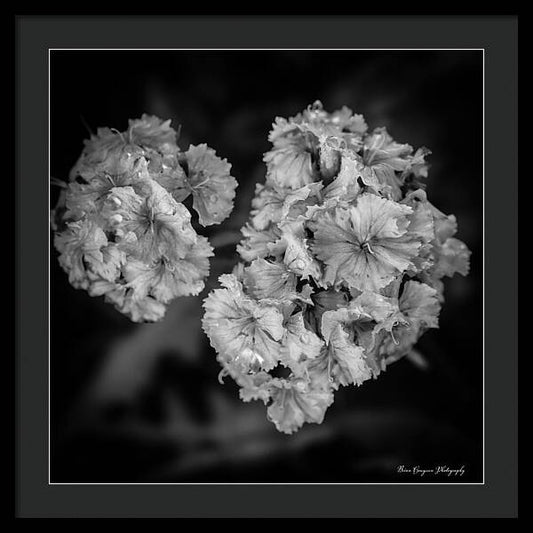 Black and White Floral Study - Framed Print