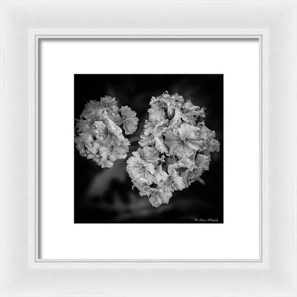Black and White Floral Study - Framed Print