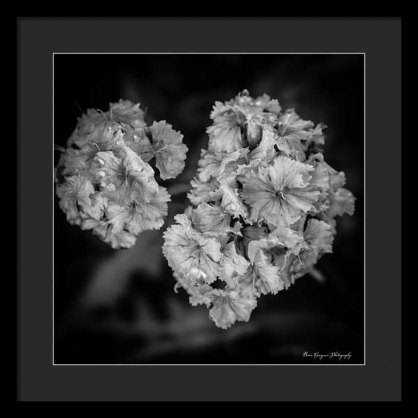 Black and White Floral Study - Framed Print