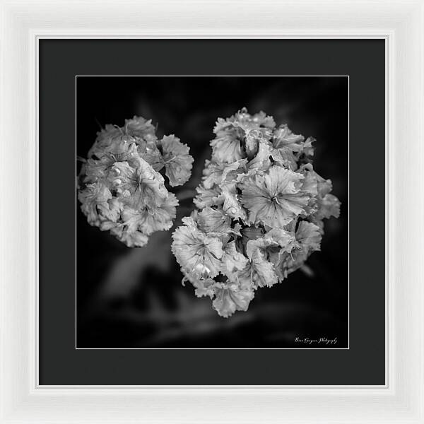 Black and White Floral Study - Framed Print