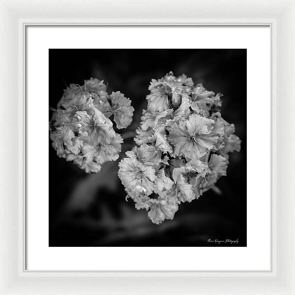 Black and White Floral Study - Framed Print